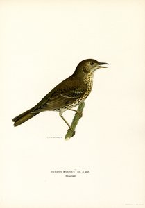 Grive mauvis