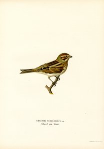 Bruant des roseaux (lithographie en couleur) - Magnus Ferdinand and Wilhelm von Wright