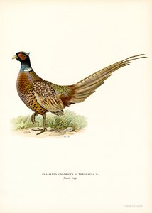 Faisan de Colchide
