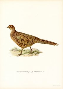 Faisan de Colchide