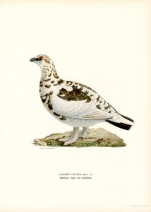Lagopède alpin