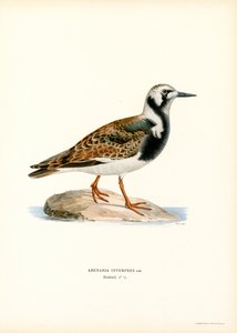 Tournepierre à collier