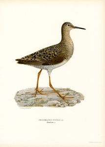 Combattant varié - Magnus Ferdinand and Wilhelm von Wright