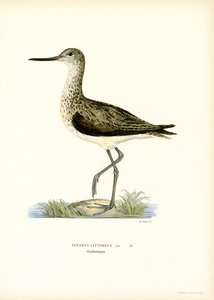 Bécasseau