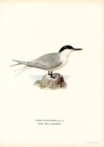 Sterne caugek