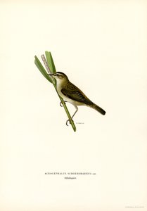 Fauvette des roseaux (lithographie en couleur) - Magnus Ferdinand and Wilhelm von Wright
