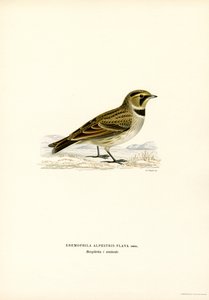 Alouette hausse-col