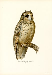 Hibou des marais - Magnus Ferdinand and Wilhelm von Wright