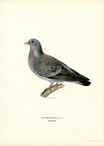 Pigeon Colombin