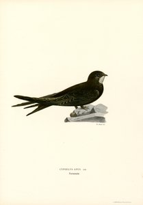 Martinet
