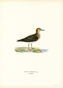 Bécasseau de Temminck - Magnus Ferdinand and Wilhelm von Wright