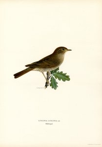 Rossignol progné