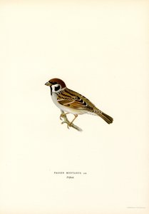 Moineau friquet - Magnus Ferdinand and Wilhelm von Wright