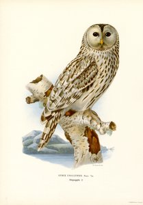Chouette de l