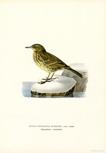 Pipit spioncelle - Magnus Ferdinand and Wilhelm von Wright