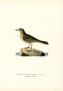 Pipit spioncelle - Magnus Ferdinand and Wilhelm von Wright