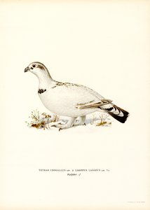 Mélange de Grand Tétras et Lagopède des saules