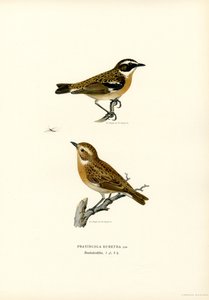 Tarier des prés - Magnus Ferdinand and Wilhelm von Wright