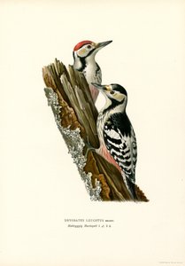 Pic à dos blanc - Magnus Ferdinand and Wilhelm von Wright