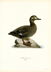 Macreuse Brune - Magnus Ferdinand and Wilhelm von Wright