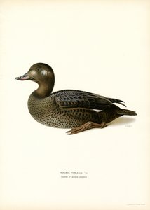 Macreuse Brune - Magnus Ferdinand and Wilhelm von Wright