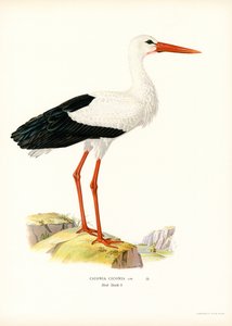 Cigogne blanche - Magnus Ferdinand and Wilhelm von Wright