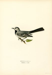 Bergeronnette grise (lithographie en couleur) - Magnus Ferdinand and Wilhelm von Wright