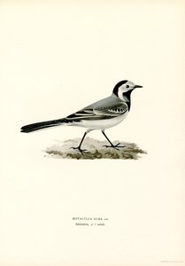 Bergeronnette grise (lithographie en couleur) - Magnus Ferdinand and Wilhelm von Wright