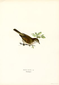 Fauvette grisette