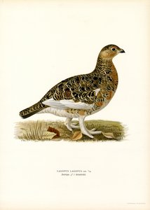 Lagopède des saules