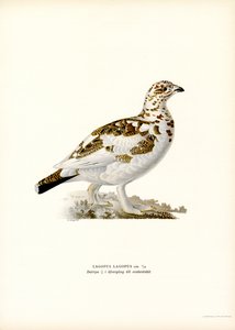 Lagopède des saules