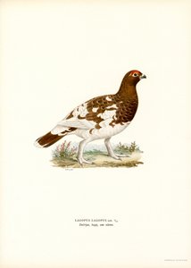 Lagopède des saules