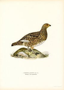 Lagopède des saules