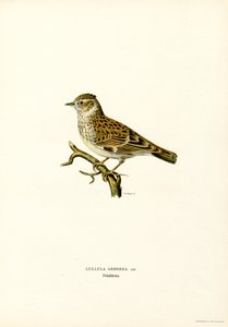 Alouette lulu - Magnus Ferdinand and Wilhelm von Wright