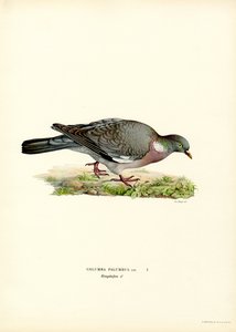 Pigeon ramier - Magnus Ferdinand and Wilhelm von Wright