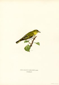 Pouillot siffleur