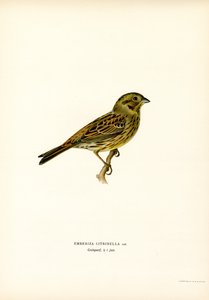 Bruant jaune