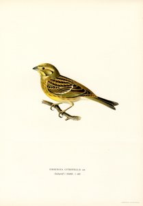 Bruant jaune (Emberiza citrinella)