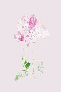 Résumé : Fleur rose - Maira Ribena
