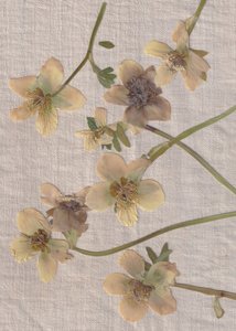 Fleurs pressées délicates - Maira Ribena