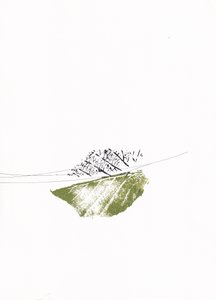 Feuilles vertes et branches nues