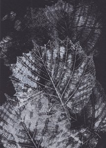 Étude de feuilles en noir et blanc - Maira Ribena