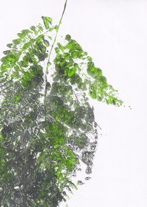 Fougère verte biologique - Maira Ribena