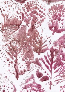 Flux marron bio - Maira Ribena