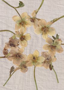 Couronne de fleurs pressées