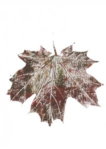 Feuille d