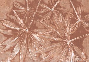 Impressions de feuilles rustiques