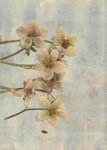 Fleurs pressées bleu pâle - Maira Ribena