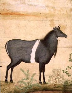 Nilgai (vache bleue) École Moghole, début du XVIIe siècle - Mansur (attr. to)