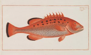 Allgemeine Naturgeschichte der Fische Deutschlands, 1782-1793 - Marcus Élieser Bloch